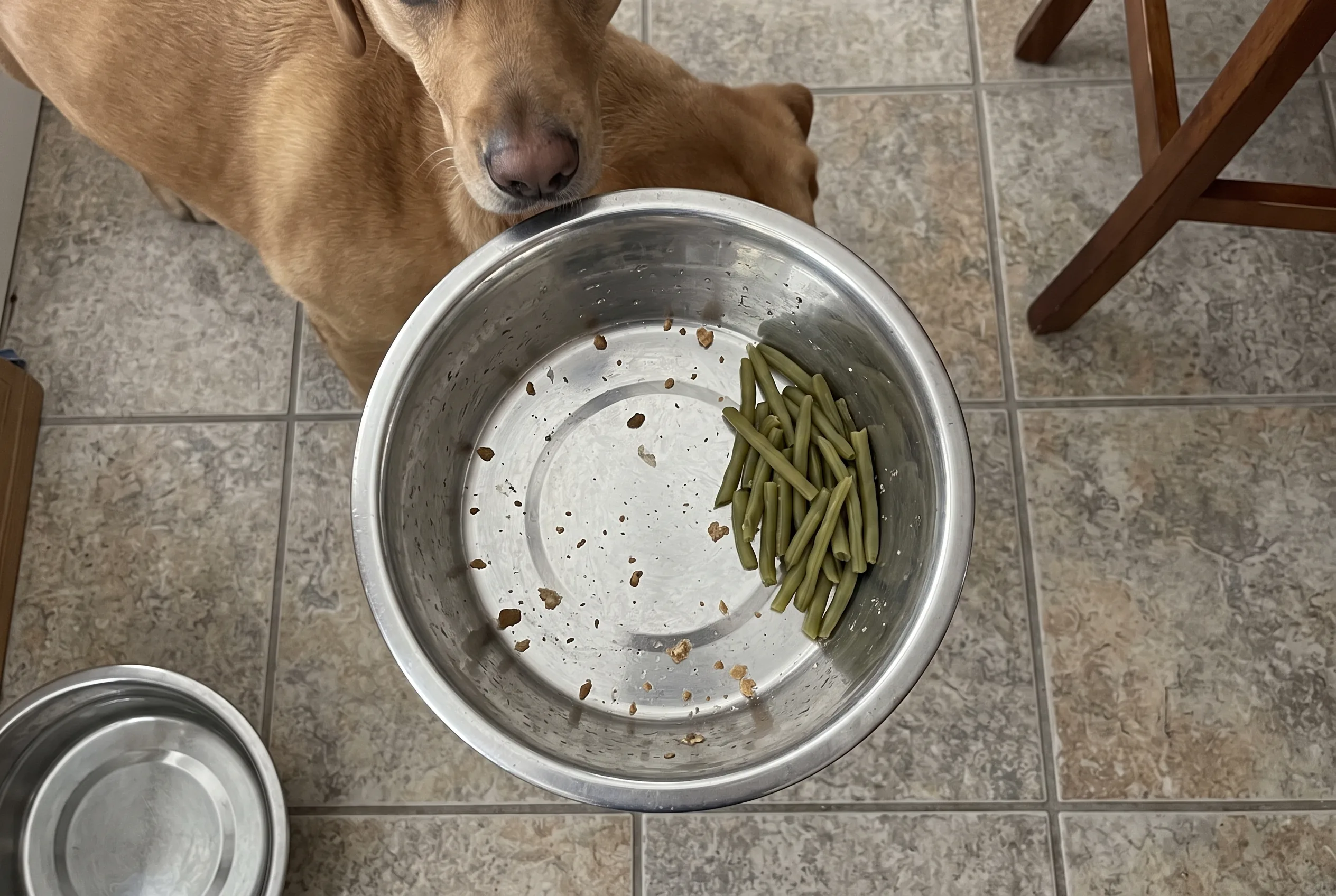 A dog bowl seen from above, kibble gone, a neat pile of uneaten green beans pushed to one side, a heavy Labrador's nose at the rim